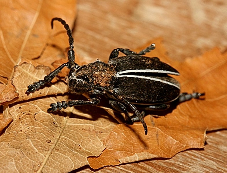 Dorcadion (Pedestredorcadion) arenarium marsicanum